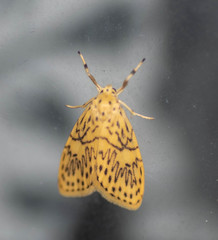 Pseudobarsine bombdilensis