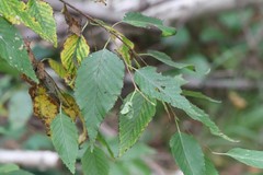 Betula costata