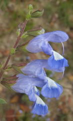Salvia muirii