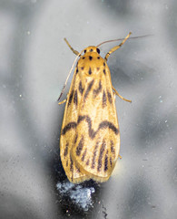 Teuloma nebulosa