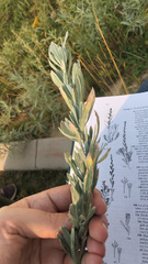 Artemisia cana cana