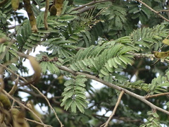 Vachellia leucophloea