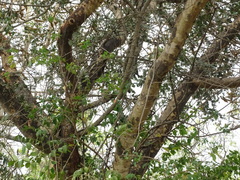 Vachellia leucophloea
