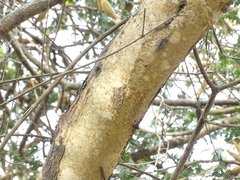 Vachellia leucophloea