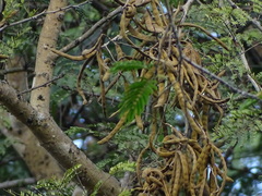 Vachellia leucophloea