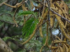 Vachellia leucophloea