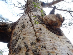 Vachellia leucophloea