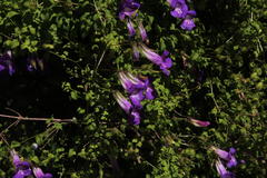 Maurandya barclayana