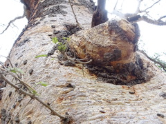 Vachellia leucophloea
