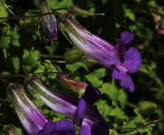 Maurandya barclayana