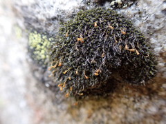 Grimmia alpestris
