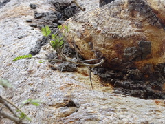 Vachellia leucophloea
