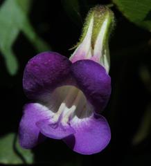 Maurandya barclayana