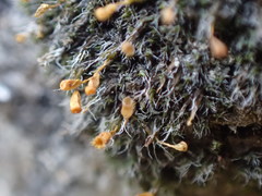 Grimmia alpestris