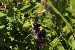 Maurandya barclayana