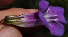 Maurandya barclayana