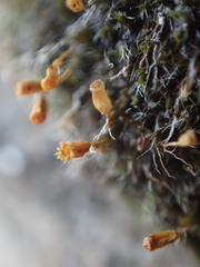 Grimmia alpestris