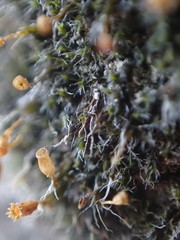 Grimmia alpestris