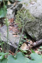 Micranthes manchuriensis