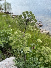Angelica archangelica litoralis