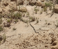 Thamnophis cyrtopsis