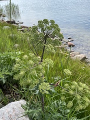 Angelica archangelica litoralis