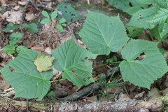 Acer tegmentosum