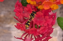 Eumenes mediterraneus