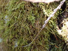 Claopodium bolanderi