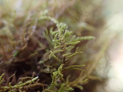 Claopodium bolanderi