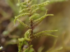 Claopodium bolanderi