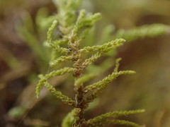Claopodium bolanderi