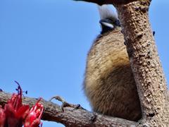 Colius striatus minor