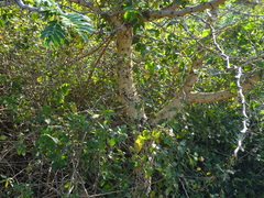 Senegalia polyacantha