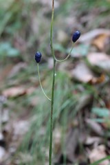 Clintonia udensis