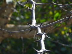 Senegalia polyacantha