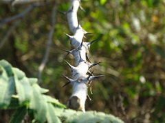 Senegalia polyacantha