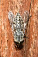 Tabanus bromius