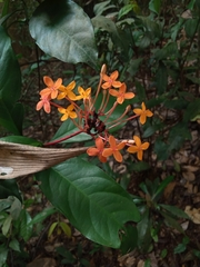 Ixora javanica