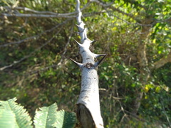 Senegalia polyacantha