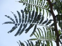 Senegalia polyacantha