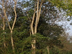 Senegalia polyacantha