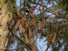 Senegalia polyacantha