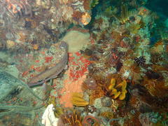 Chirodactylus brachydactylus