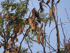 Senegalia polyacantha