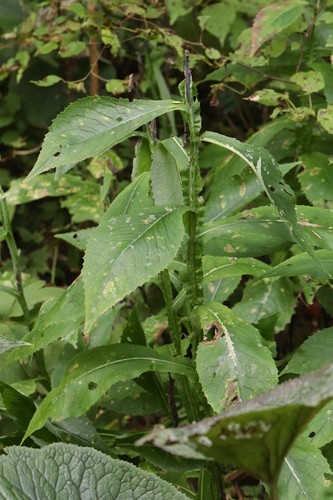 Elliptic-leaf saussurea (Saussurea neoserrata)