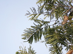 Senegalia polyacantha