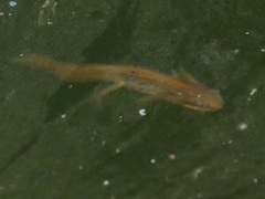 Lissotriton vulgaris