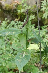 Saussurea neoserrata