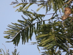 Senegalia polyacantha